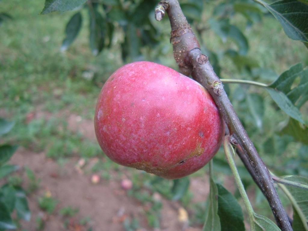 Variedades  A la hora de hacer una nueva plantación o de sustituir árboles en plantaciones existentes, se recomienda optar por una de estas dos opciones: variedades cultivadas tradicionalmente en Asturias o nuevas variedades con elevado nivel de resistencia.  En el primer grupo tenemos variedades como:      Reineta Encarnada es una variedad con buen nivel productivo, buen sabor y muy buena conservación, pero relativamente sensible a moteado y chancro, en especial en terrenos con condiciones edafoclimáticas favo-rables al desarrollo de hongos.     Reineta Roja (también llamada Reineta Roja de Canadá, Garcíasol, Chapa, Pumarón, Francés…) está bien adaptada y muy extendida en Asturias. Es de vigor medio, algo sensible al oídio y en algunas condiciones al chancro. Tiene un fruto de buen sabor pero de conservación no muy prolongada.     Reineta Blanca y Reineta Gris de Canadá presentan una sensibilidad media al moteado y en ciertas condiciones pueden ser muy vulnerables al chancro. También están bien adaptadas y presentan una conservación media.     Carapanón es una variedad con un fruto de sabor excepcional, aunque de escasa conservación y con limitaciones en cuanto a rendimiento productivo.     Reineta Panera (Panerina o Reinetina) y Mingán. Estas dos variedades estuvieron muy extendidas, ya que su fruto es de buen sabor y elevada conservación, pero al ser ambas bastante sensibles al moteado y al chancro, y resultar Mingán de producción bastante irregular, en los últimos años se ha reducido de forma notoria su cultivo.     Carrió tiene un fruto de muy buena conservación, presentando una sensibilidad media a moteado y baja a chancro. Su cultivo está más extendido en la zona litoral pues en el interior presenta problemas de cuajado.